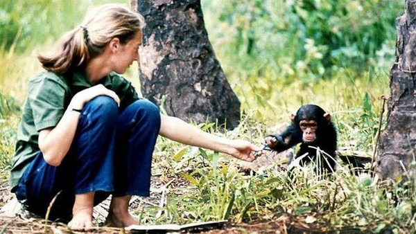 Meio ambiente: por que a primatologista Jane Goodall tem esperança diante das mudanças climáticas